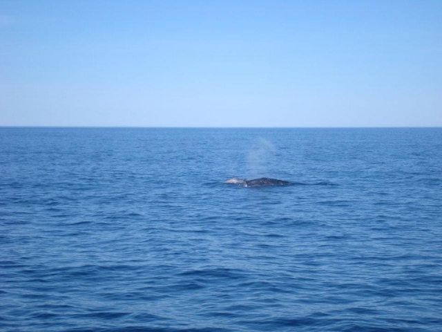 Whale watching